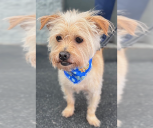 Benji in RI - Male Mutt Dog for Adoption - Photo #5