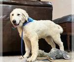 Small #10 Great Pyrenees