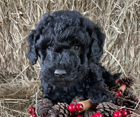 Medium Photo #1 Goldendoodle-Poodle (Miniature) Mix Puppy For Sale in GAY, GA, USA