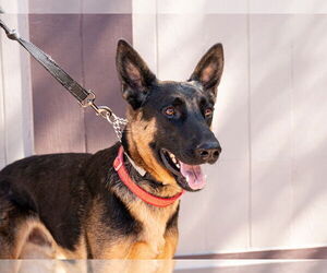 Phoenix - Adopt Me! - Male German Shepherd Dog-Unknown Mix Dog for Adoption - Photo #4