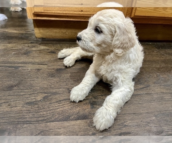 Medium Photo #16 Goldendoodle Puppy For Sale in SOUTHBURY, CT, USA