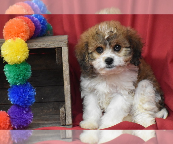 Medium Photo #4 Cavachon Puppy For Sale in ELDORADO, OH, USA