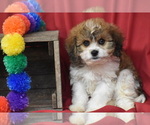 Small #3 Cavachon