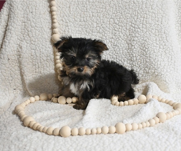 Medium Photo #1 Yorkshire Terrier Puppy For Sale in BALTIC, OH, USA