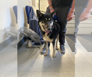 German Shepherd Dog-Unknown Mix Dogs for adoption in Big Bear City, CA, USA