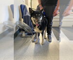 Small German Shepherd Dog Mix