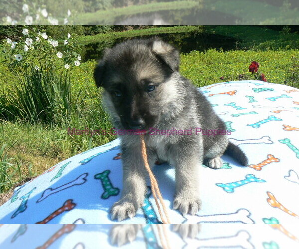 Medium Photo #14 German Shepherd Dog Puppy For Sale in PIEDMONT, MO, USA