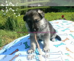 Small #13 German Shepherd Dog