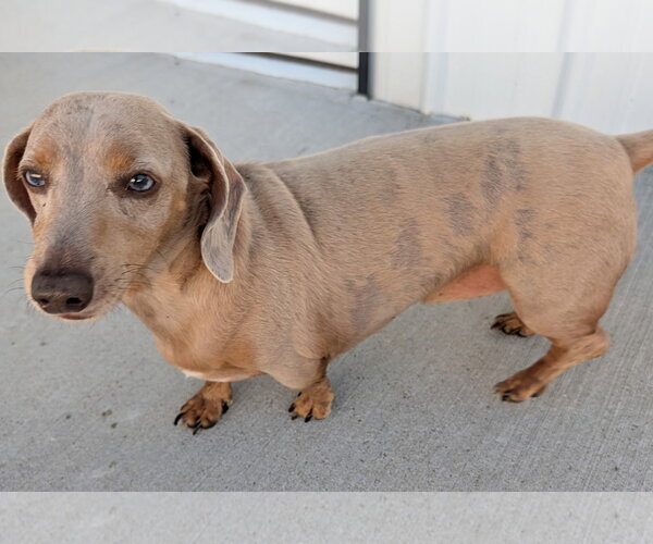 Medium Photo #4 Dachshund Puppy For Sale in Shelbyville, TN, USA