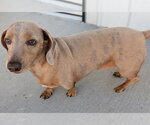 Small #3 Dachshund