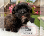 Small #2 Morkie