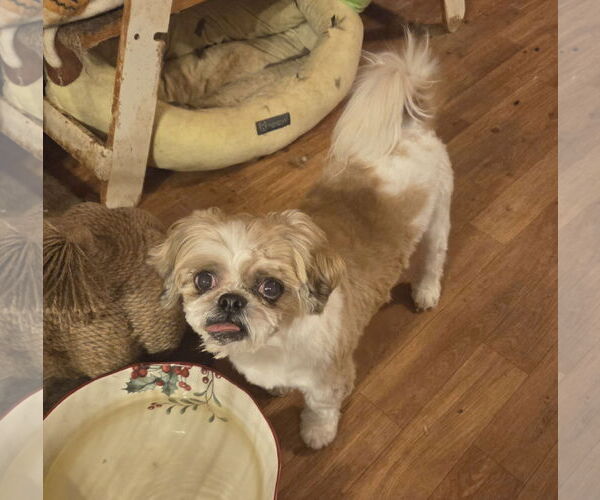 Medium Photo #3 Shih Tzu Puppy For Sale in Iroquois, IL, USA
