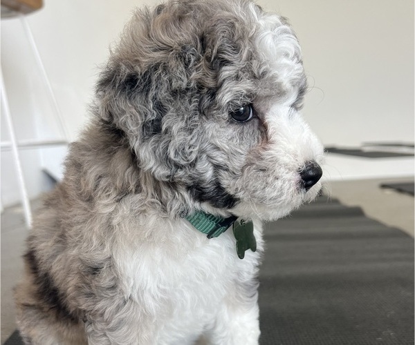 Medium Photo #102 Sheepadoodle Puppy For Sale in HUNTINGTON BEACH, CA, USA