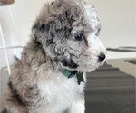 Small Photo #102 Sheepadoodle Puppy For Sale in HUNTINGTON BEACH, CA, USA