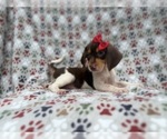 Small #1 Beagle