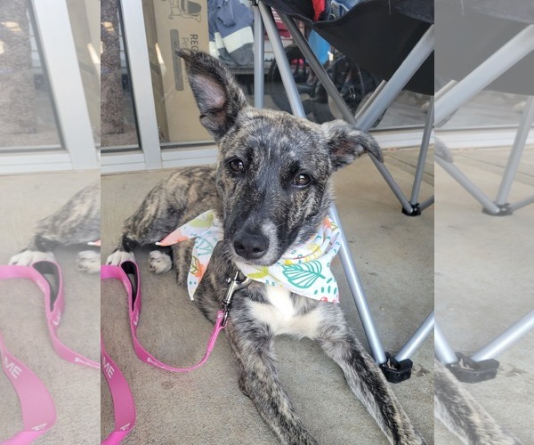 Medium Photo #1 Mutt Puppy For Sale in McDonough, GA, USA