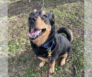 Mulan - Female Mutt Dog for Adoption - Photo #6