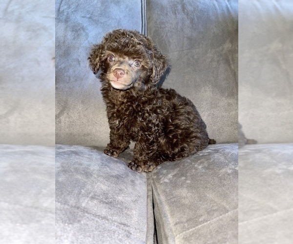 Medium Photo #14 Poodle (Toy) Puppy For Sale in HAYWARD, CA, USA