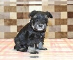 Small #3 Schnauzer (Miniature)