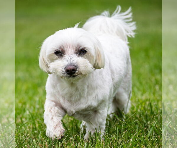 Medium Photo #4 Maltese Puppy For Sale in Arlington, VA, USA