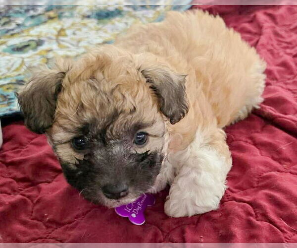 Medium Photo #2 Poodle (Miniature) Puppy For Sale in Corona, CA, USA