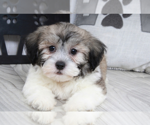 Zuchon Puppy for sale in MARIETTA, GA, USA