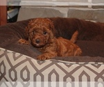 Small Photo #5 Miniature Labradoodle Puppy For Sale in MANHEIM, PA, USA