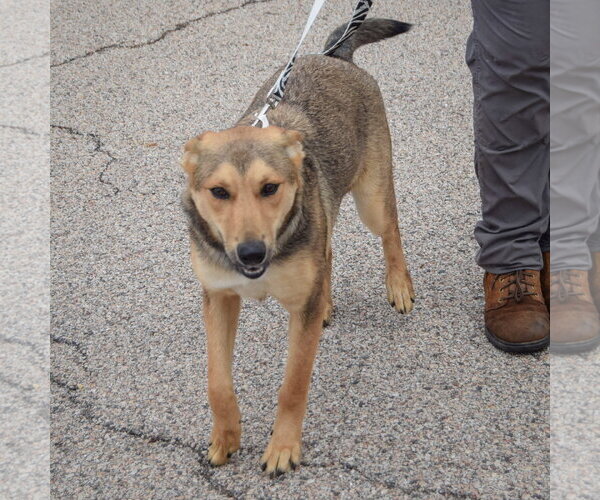 Medium Photo #3 Collie-German Shepherd Dog Mix Puppy For Sale in Huntley, IL, USA