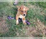 Small Photo #2 Texas Heeler Puppy For Sale in PAOLA, KS, USA