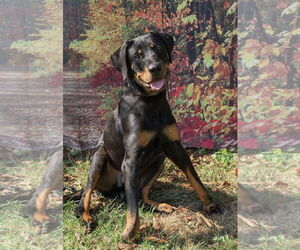 Rottweiler Dogs for adoption in Mooresville, NC, USA