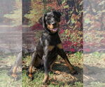 Small Rottweiler
