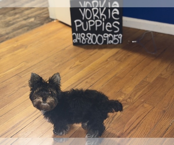 Medium Photo #11 Yorkshire Terrier Puppy For Sale in DETROIT, MI, USA