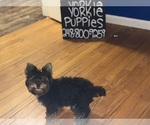 Small #10 Yorkshire Terrier