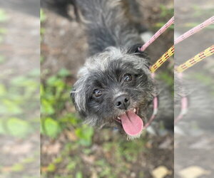 Shih Tzu-Unknown Mix Dogs for adoption in Mount Laurel, NJ, USA