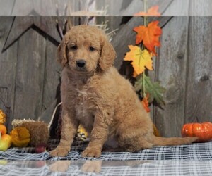 Medium Labradoodle-Poodle (Miniature) Mix