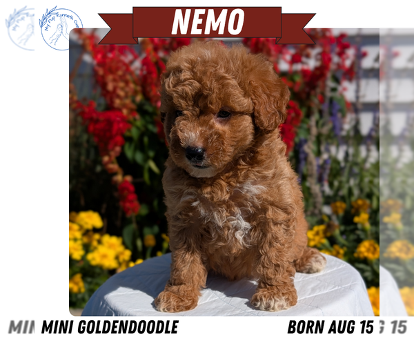 Medium Photo #8 Goldendoodle (Miniature) Puppy For Sale in GOSHEN, IN, USA