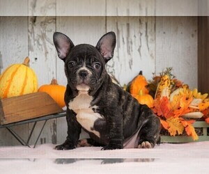 French Bulldog Puppy for sale in FREDERICKSBG, OH, USA