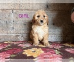Small Photo #1 Goldendoodle Puppy For Sale in VERMONTVILLE, MI, USA