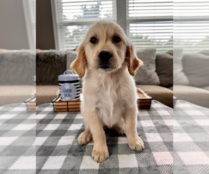 Golden Retriever Puppy for sale in INDIANAPOLIS, IN, USA