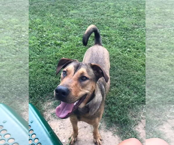 Medium Photo #1 American Pit Bull Terrier-Unknown Mix Puppy For Sale in Germantown, OH, USA