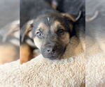 Small #3 Mutt