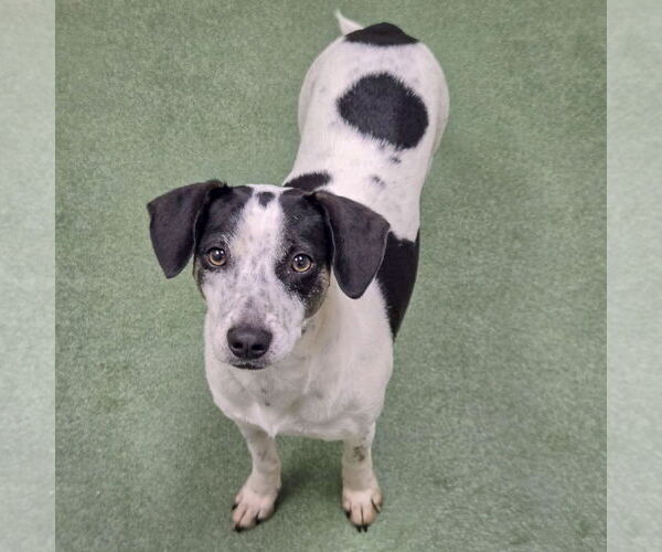 Medium Photo #8 Jack-A-Bee Puppy For Sale in Huntley, IL, USA