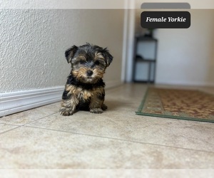 Yorkshire Terrier Puppy for sale in TUCSON, AZ, USA