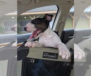 Bull Terrier Puppy for Sale in LONG BEACH, California USA
