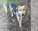 Small #1 German Shepherd Dog Mix