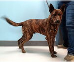 Small #1 Mutt