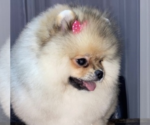 Pomeranian Puppy for Sale in LOS ANGELES, California USA