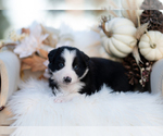 Small #3 Border Collie