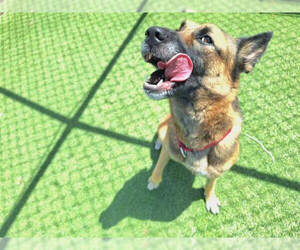 Medium Photo #2 German Shepherd Dog-Unknown Mix Puppy For Sale in Grand Prairie, TX, USA