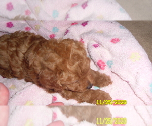 Poodle (Toy) Puppy for sale in DULUTH, GA, USA